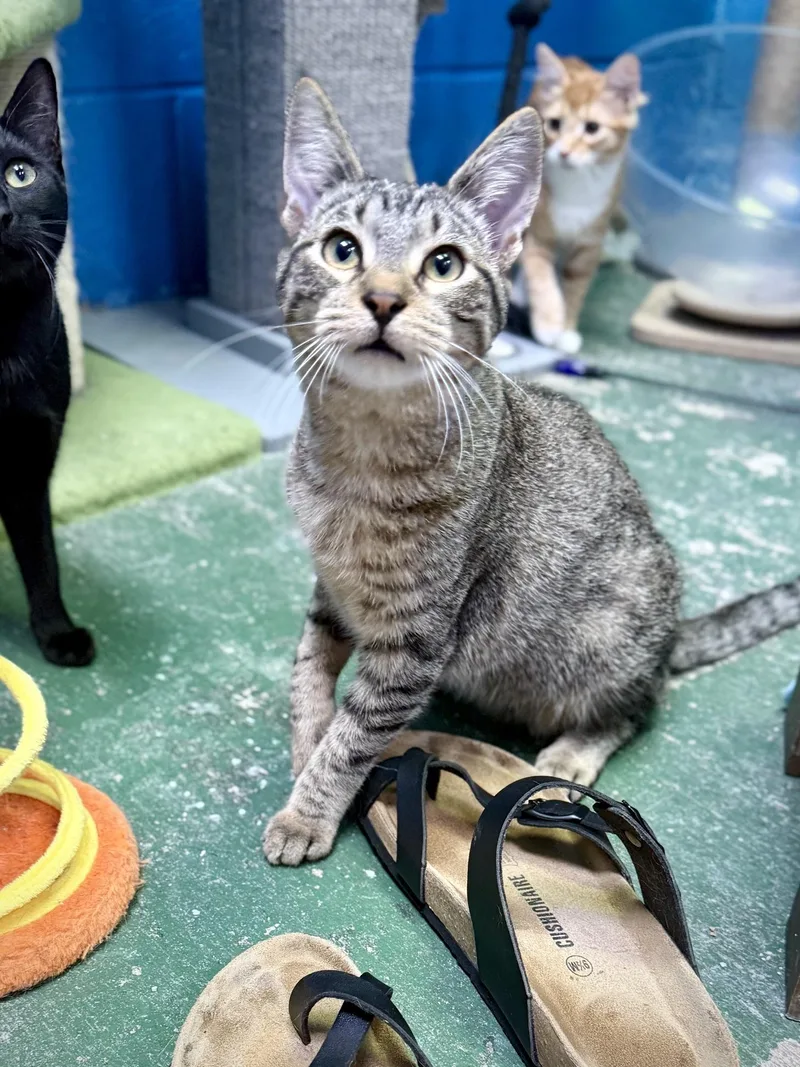 A young medium-sized male Tabby (Brown / Chocolate) Domestic Short Hair cat named Rocket for adoption in Jefferson, LA