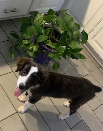 A baby medium-sized male Bicolor Australian Shepherd dog named Abbott for adoption in Oklahoma City, OK