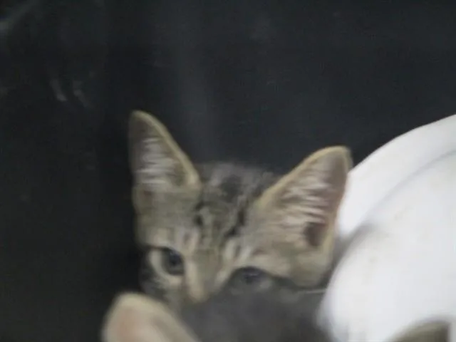 A baby small-sized male Domestic Short Hair cat named Han Solo for adoption in Ocala, FL