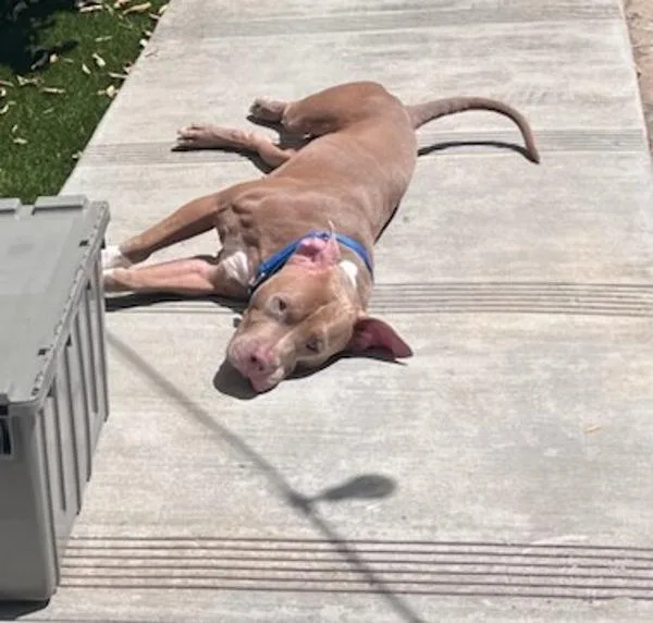 Roxy