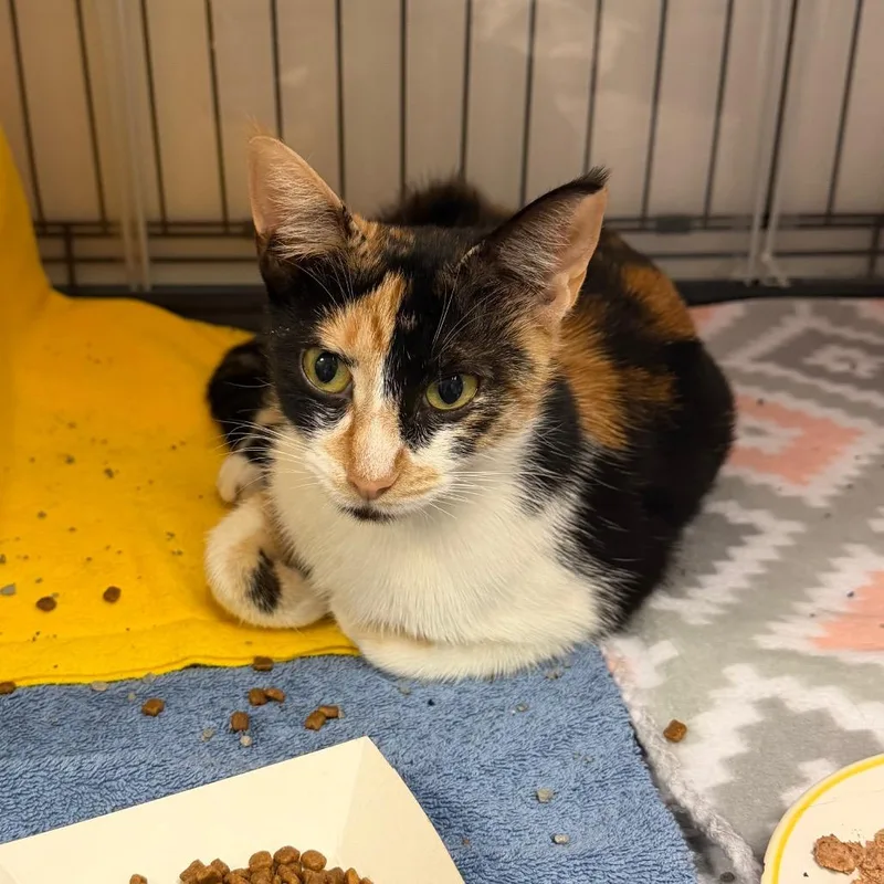 An adult small-sized female White Domestic Short Hair cat named Goat for adoption in Austin, TX