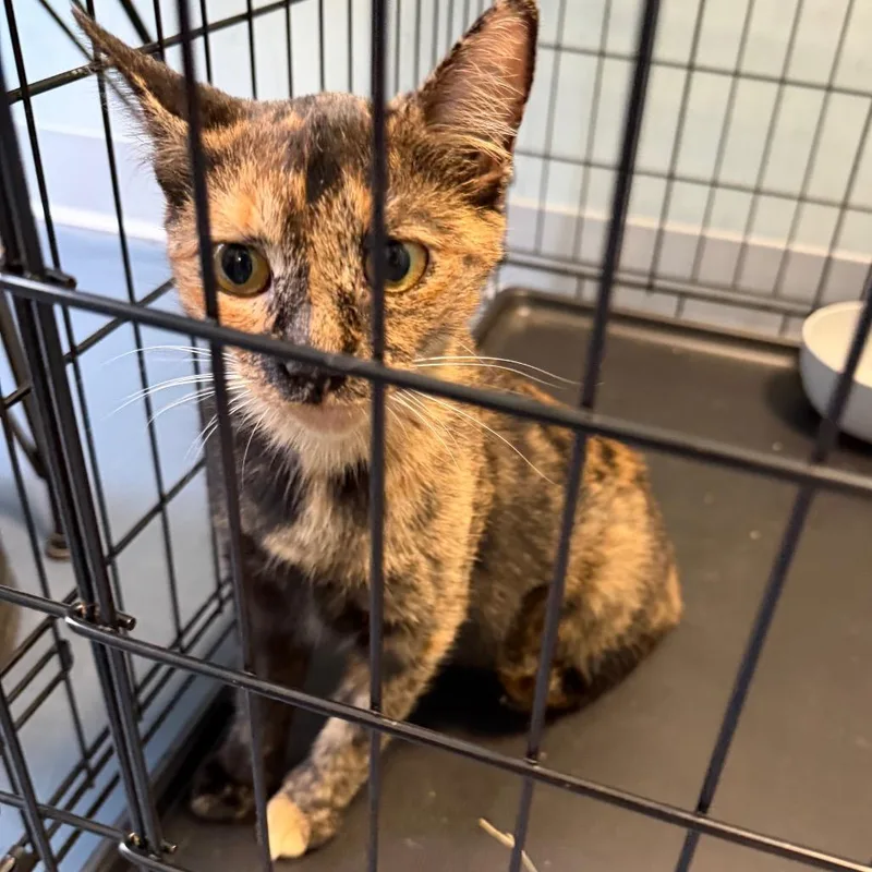 An adult medium-sized female Tortoiseshell Domestic Short Hair cat named Zero for adoption in Greensboro, NC