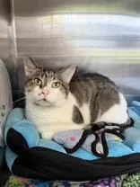 An adult medium-sized male Tabby (Brown / Chocolate) Domestic Short Hair cat named Terminator for adoption in Manitowoc, WI