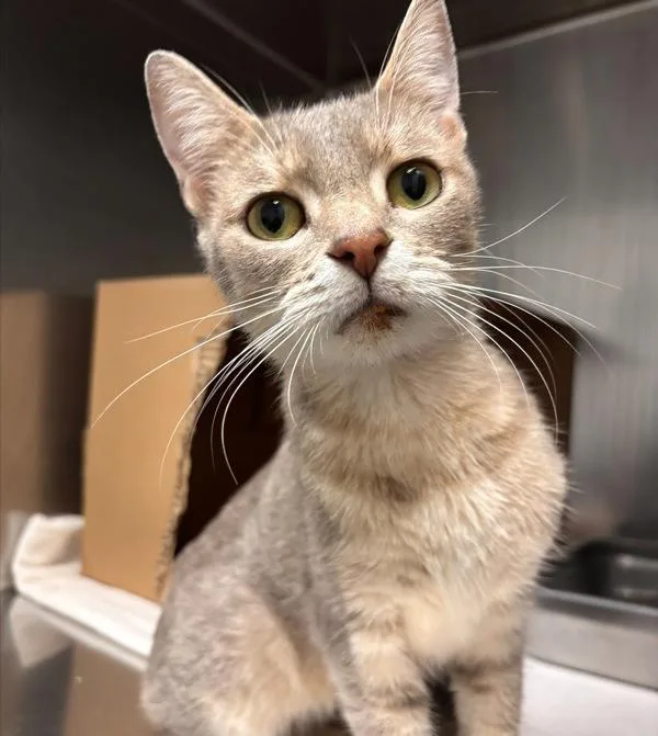 An adult medium-sized female Domestic Short Hair cat named Janette for adoption in Des Moines, IA