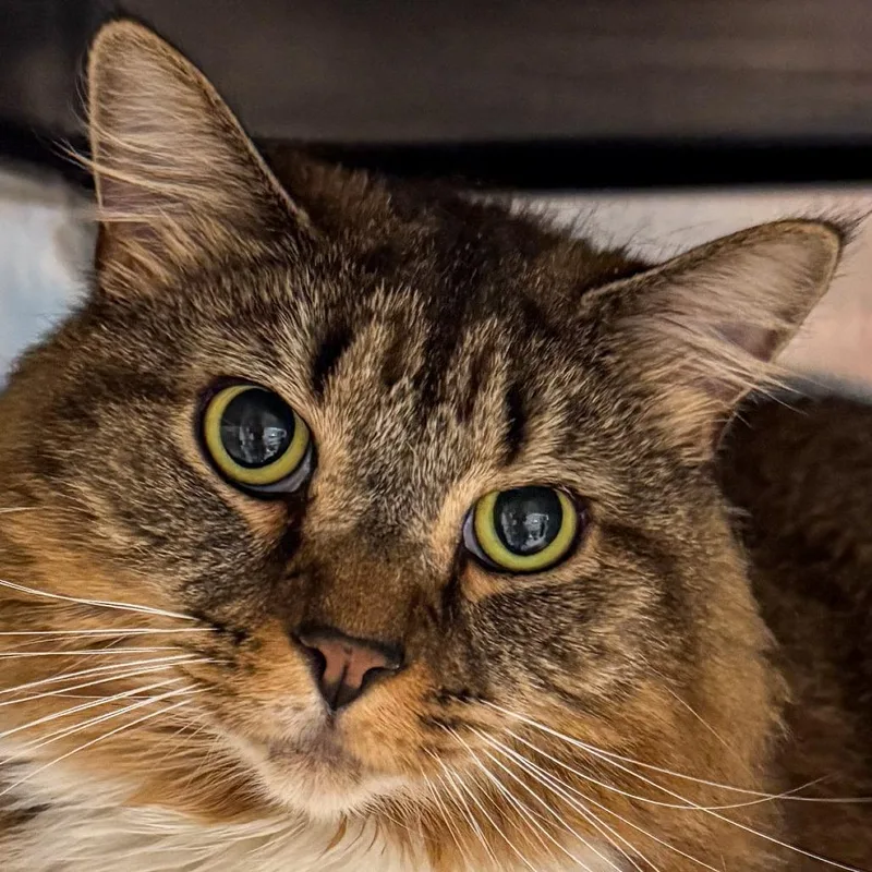 An adult extra large-sized female Brown / Chocolate Domestic Medium Hair cat named Rori for adoption in Kennebunk, ME