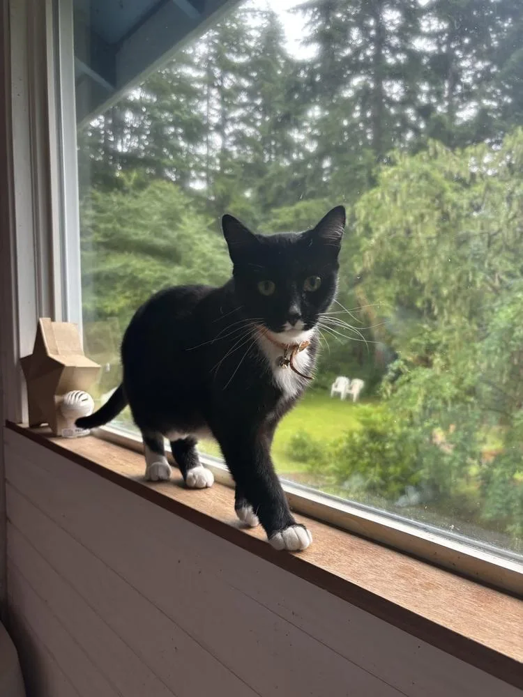 A young medium-sized female Domestic Short Hair cat named Juno for adoption in Bellingham, WA