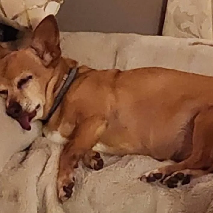 Macie