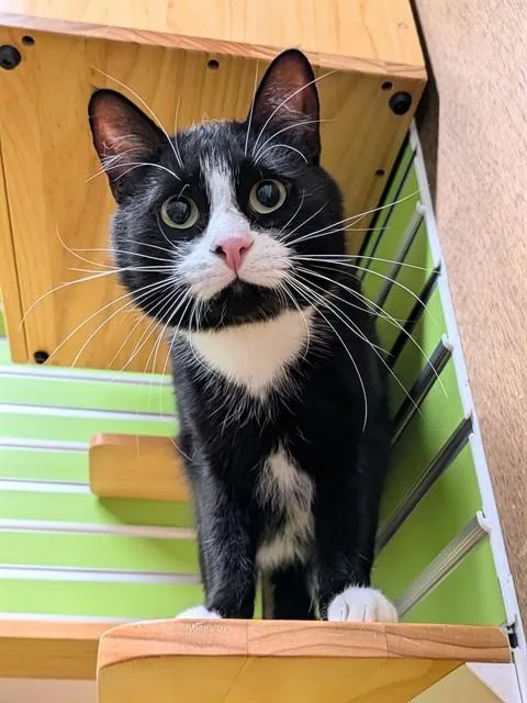 Simon