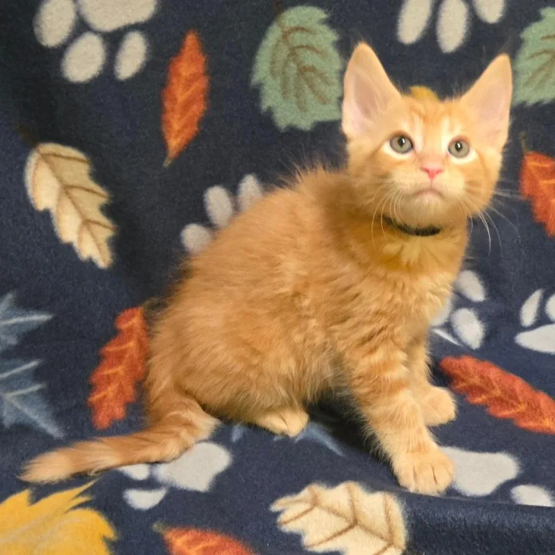 A baby small-sized male Orange / Red Domestic Medium Hair cat named Goosegrass for adoption in Brownsboro, AL