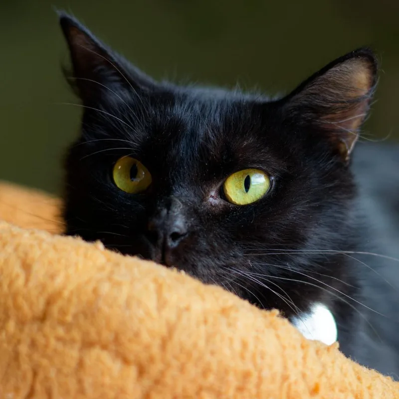 A young medium-sized female Domestic Medium Hair cat named Una for adoption in Hot Springs, AR