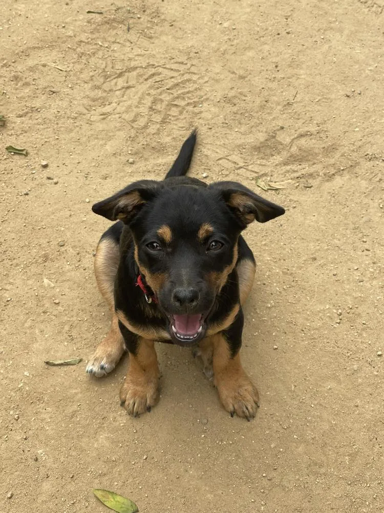 A baby medium-sized female Brown / Chocolate Terrier dog named Zin for adoption in San Diego, CA