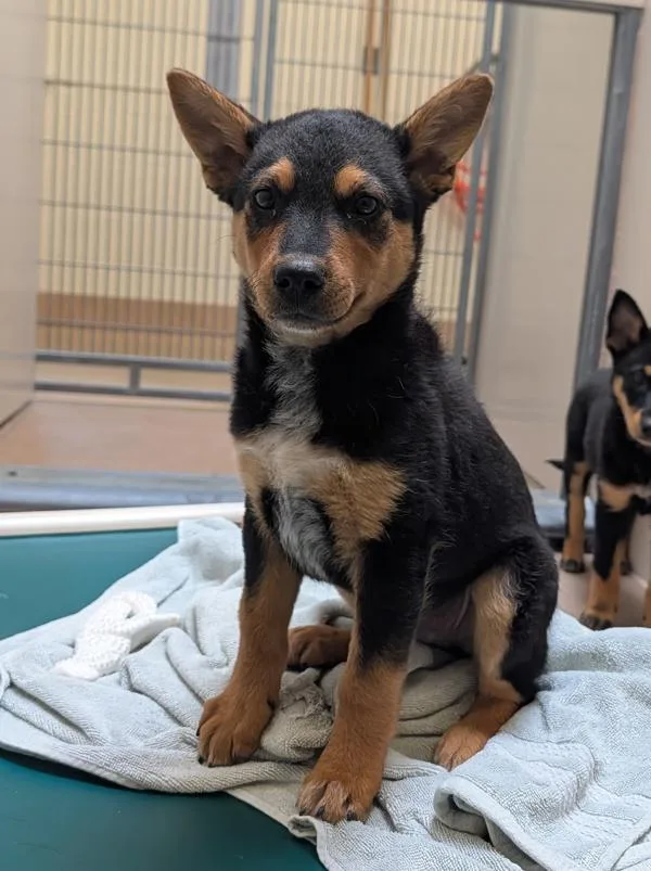 A baby small-sized female Australian Cattle Dog / Blue Heeler dog named Judy for adoption in Santa Rosa, CA