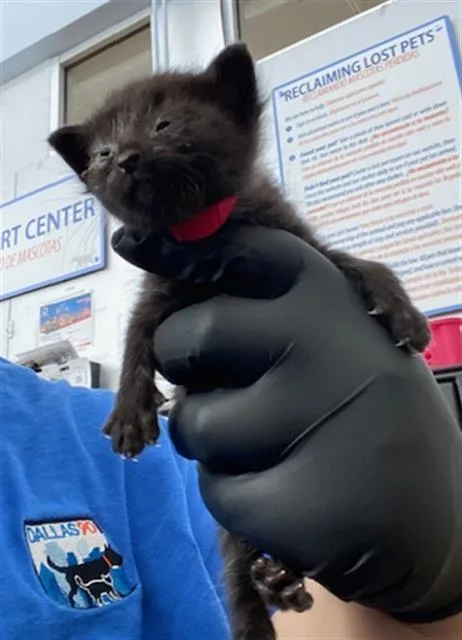 Milo