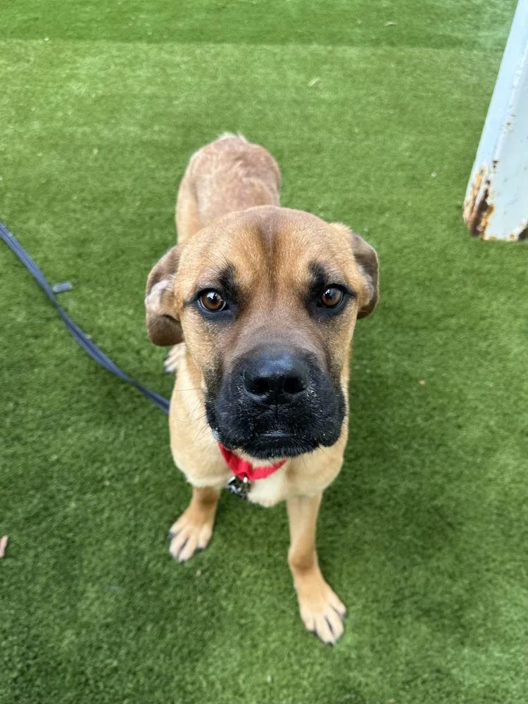 An adult large-sized male Yellow / Tan / Blond / Fawn Mixed Breed dog named Bart for adoption in Alexandria, VA