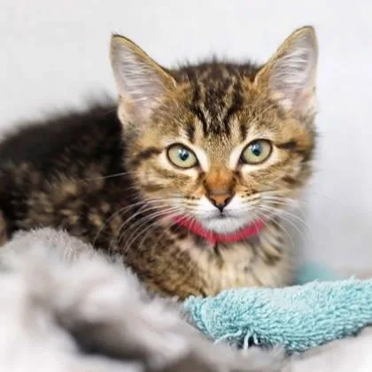 A baby small-sized female Gray / Blue / Silver Domestic Short Hair cat named Belk for adoption in Atlanta, GA