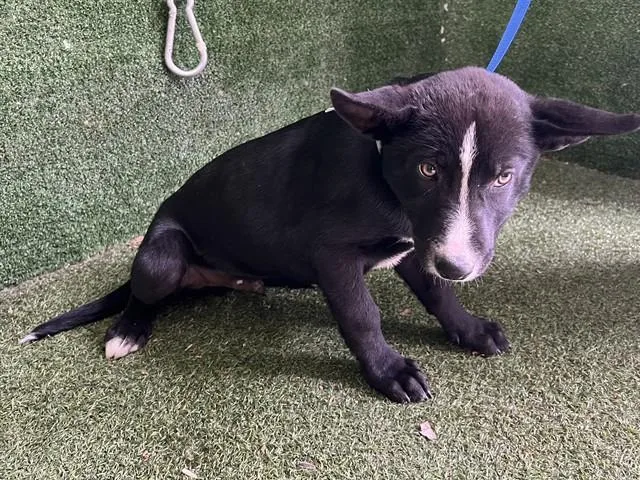 A baby small-sized male Border Collie dog named Zorro for adoption in Lancaster, CA
