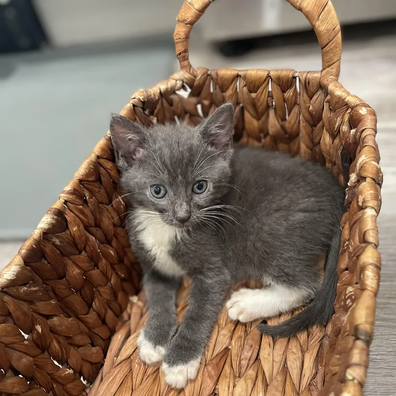 A baby medium-sized male Gray / Blue / Silver Domestic Short Hair cat named Nico for adoption in Moriches, NY