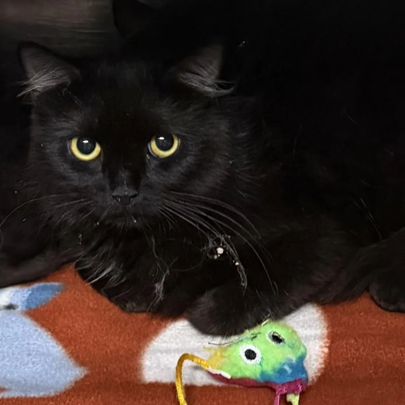 An adult medium-sized female Black Domestic Long Hair cat named Minke for adoption in Marion, VA