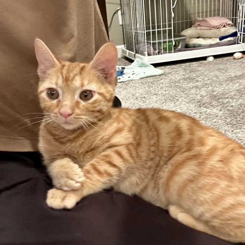 A baby small-sized female Orange / Red Domestic Short Hair cat named Mandarin for adoption in Washington Township, OH