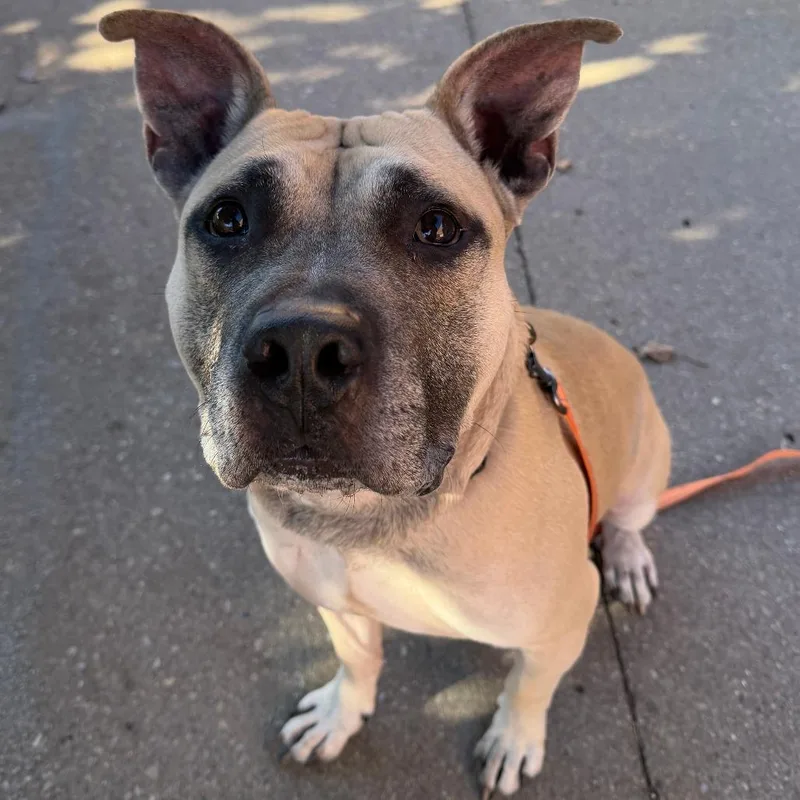 An adult large-sized male Yellow / Tan / Blond / Fawn American Bulldog dog named Hollow for adoption in Springfield, MA