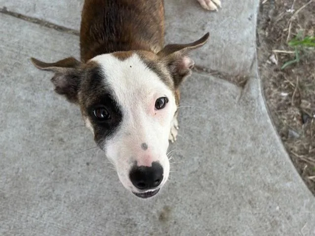 A young medium-sized female Pit Bull Terrier dog named Ginger for adoption in Tulsa, OK