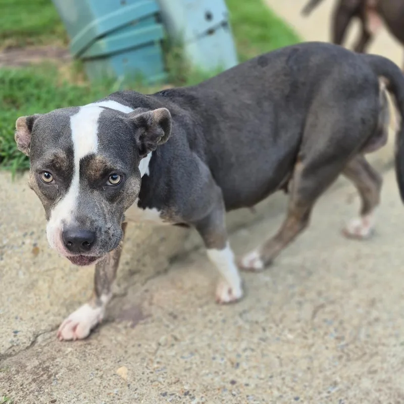 A baby medium-sized female Brown / Chocolate Mixed Breed dog named StrayLaceyOakCourt for adoption in Columbus, GA