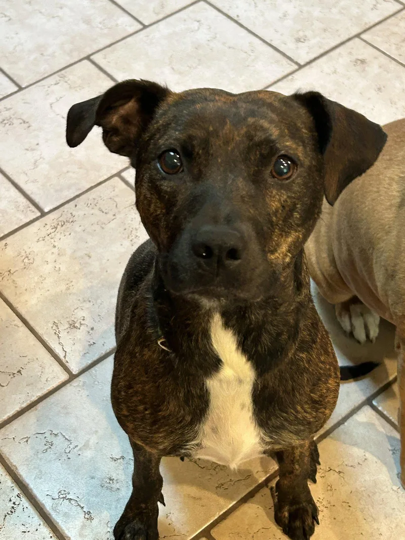 An adult medium-sized female Pit Bull Terrier dog named Brinley Aka Benny for adoption in Barnhart, MO
