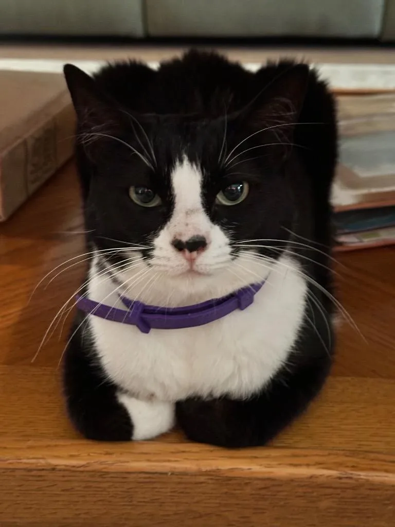 An adult medium-sized female Domestic Short Hair cat named Ava for adoption in Magnolia, TX