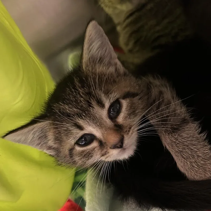 A baby small-sized female Brown / Chocolate Domestic Short Hair cat named Pebbles for adoption in Lynchburg, VA