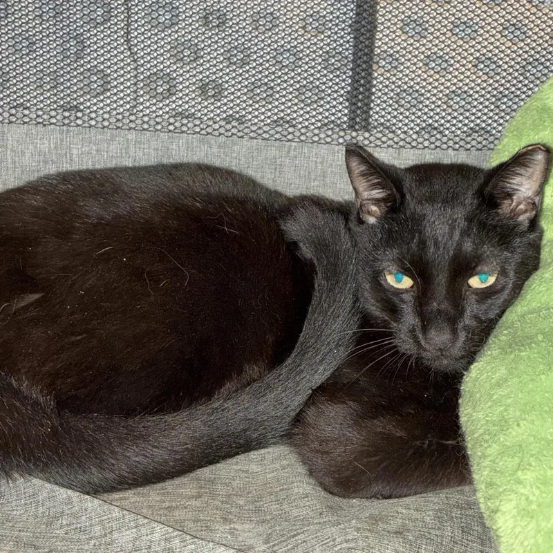 A senior medium-sized female Black Domestic Short Hair cat named Nior for adoption in Fort Lauderdale, FL