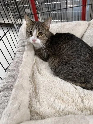 A young medium-sized female Domestic Short Hair cat named Marina for adoption in Shreveport, LA