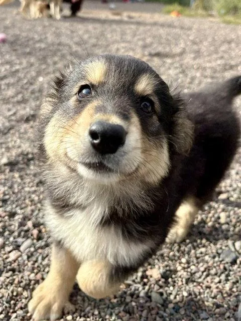 A baby large-sized female Shepherd dog named Louise for adoption in Webster, WI