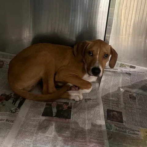 A baby small-sized male Yellow / Tan / Blond / Fawn Mixed Breed dog named Ranger for adoption in Knoxville, TN