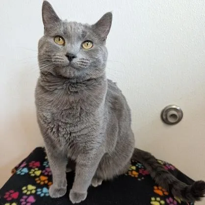 An adult large-sized male Gray / Blue / Silver Domestic Short Hair cat named Ash for adoption in Rochester, MN