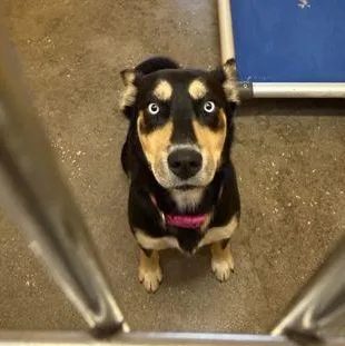 A baby large-sized female Black Husky dog named Lady for adoption in Fernandina Beach, FL