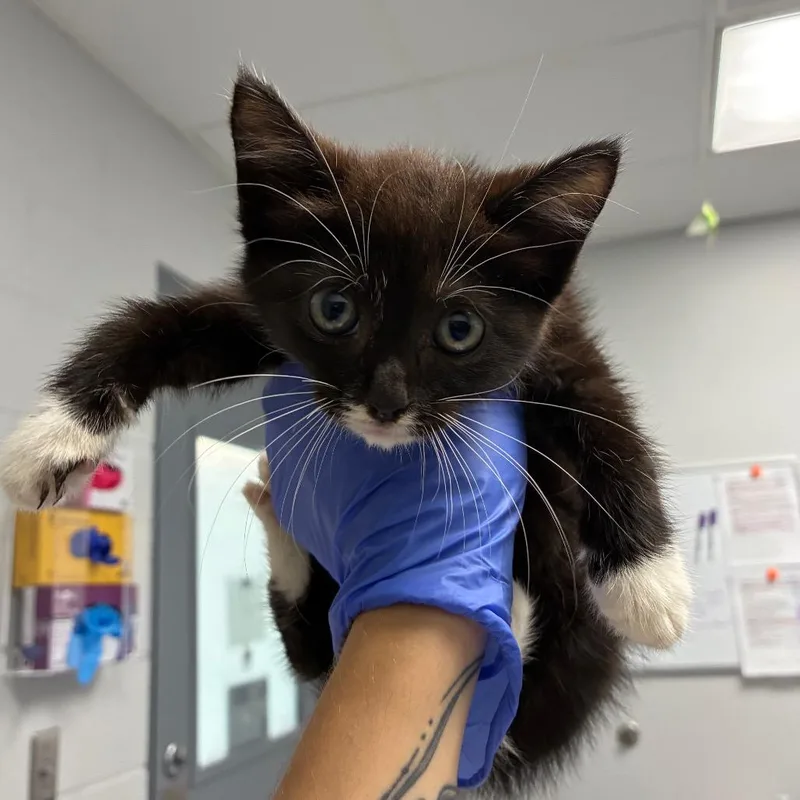 A baby small-sized female White Domestic Short Hair cat named Viper for adoption in Greenville, SC