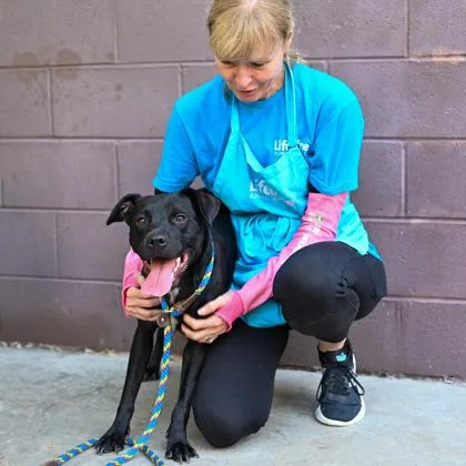An adult large-sized female Mixed Breed dog named Opaline for adoption in Chamblee, GA