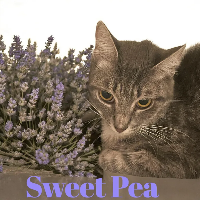 Sweet Pea  Nc thumbnail 2