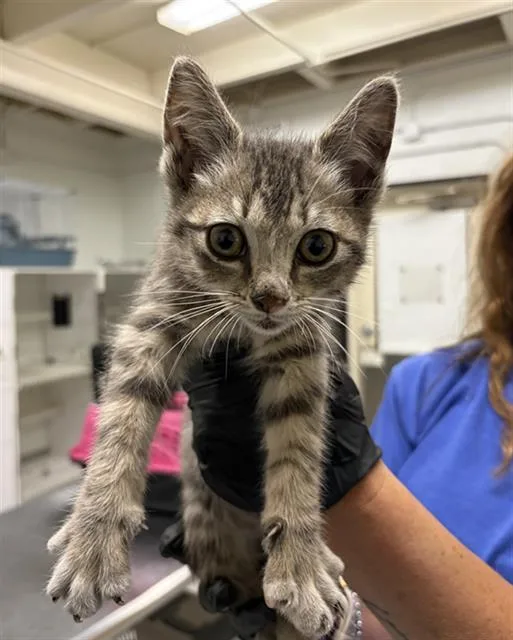 A baby small-sized male Domestic Short Hair cat named Dizzy D for adoption in Camarillo, CA