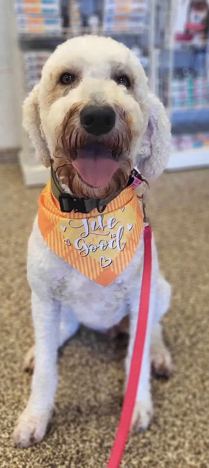 A young large-sized female White / Cream Goldendoodle dog named Daisy for adoption in Salisbury, NC
