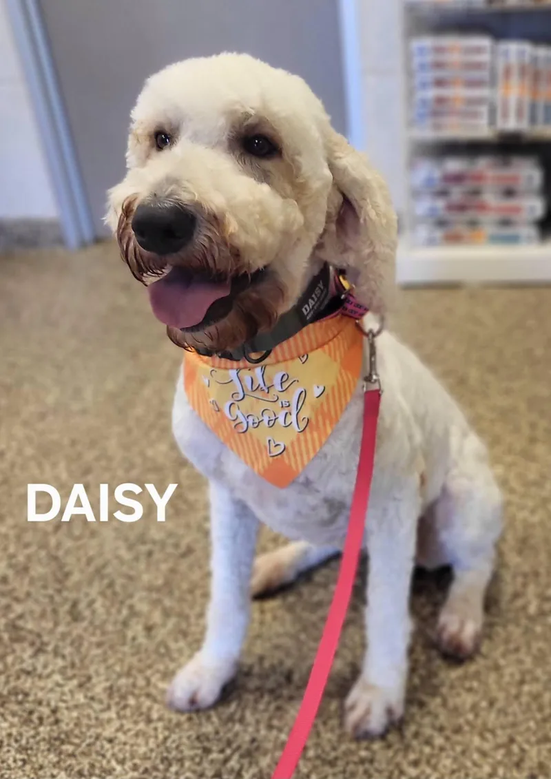 Daisy thumbnail 3