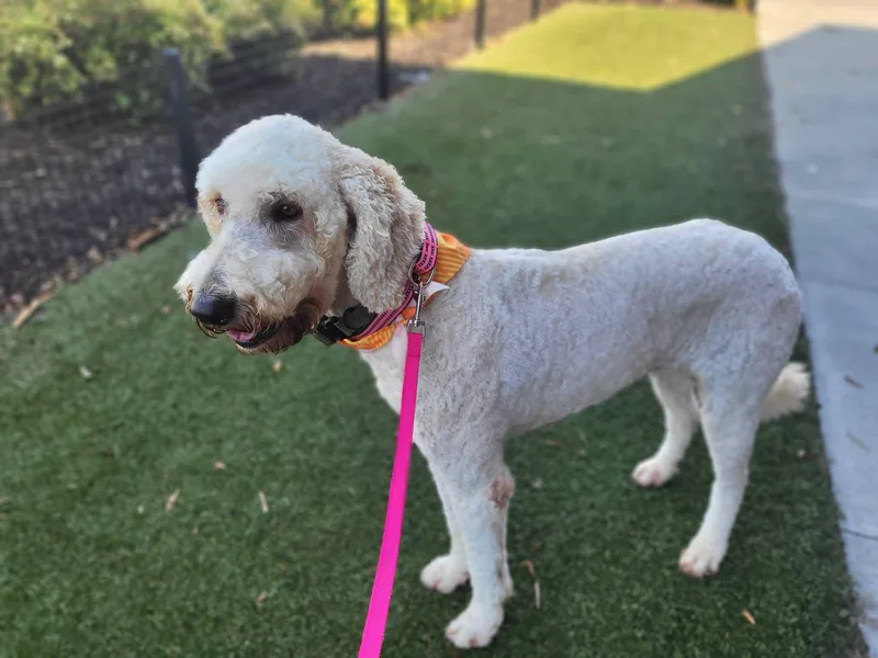Daisy thumbnail 4