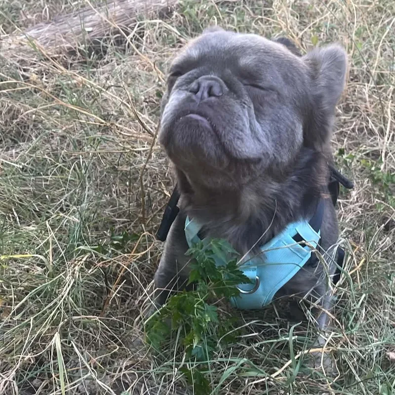 An adult small-sized male French Bulldog dog named Teen Wolf for adoption in Austin, TX