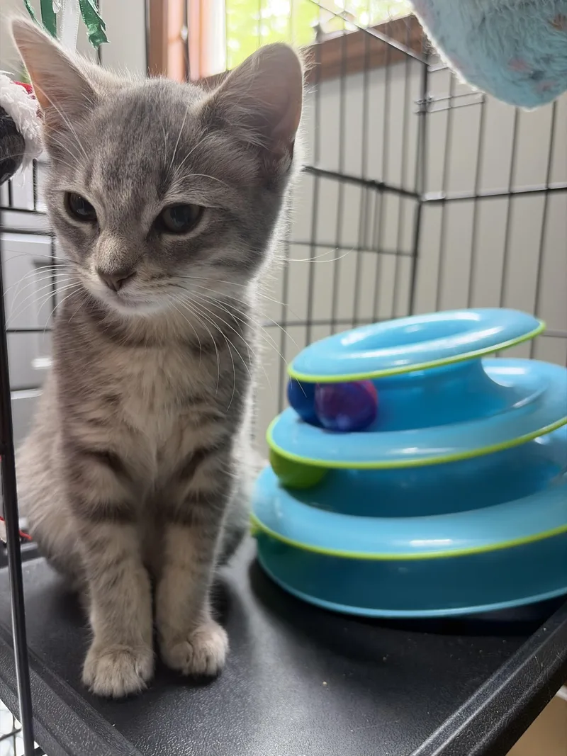 A baby medium-sized female Tabby (Gray / Blue / Silver) Tabby cat named Slushie for adoption in Independence, OH