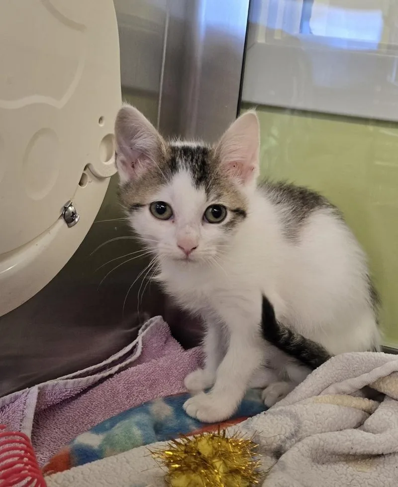 A baby small-sized female Black & White / Tuxedo Domestic Short Hair cat named Mia for adoption in Dickson, TN