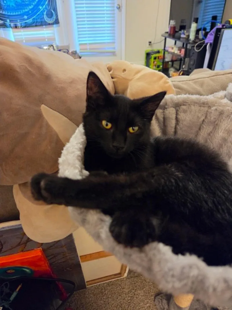 A baby small-sized male Black Domestic Short Hair cat named Wes for adoption in Wilmington, NC