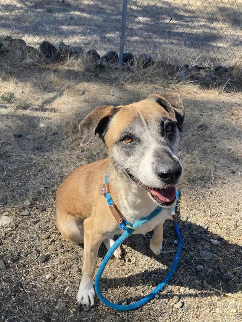 A senior large-sized female Shepherd dog named Henny for adoption in Weaverville, CA