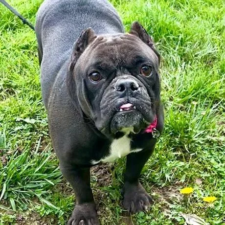 An adult medium-sized female Black English Bulldog dog named Pudgeopotamus for adoption in Cincinnati, OH