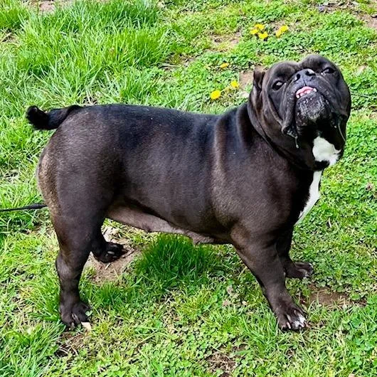 Pudgeopotamus thumbnail 2