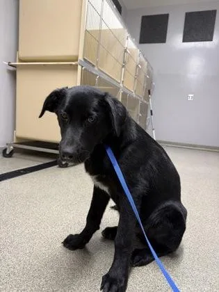 A baby medium-sized male Labrador Retriever dog named Rambo for adoption in Pequot Lakes, MN